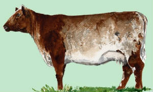 races_vaches/uk_vaches_shorthorn_viande.jpg