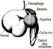 repertoire_abats/abats_veau_caillette.jpg