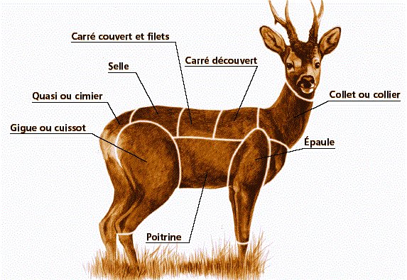 repertoire_gibier/gibier_chevreuil_detail.gif