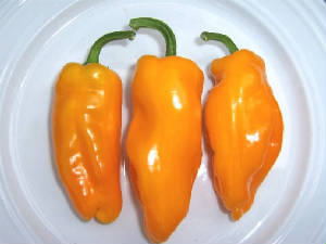 repertoire_legumes/Piment_Petit_Marseillais.jpg