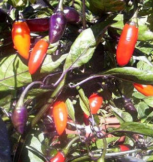 repertoire_legumes/Piment_Pretty_Purple_1.jpg