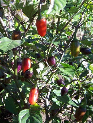 repertoire_legumes/Piment_Variegata.jpg