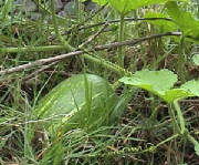 repertoire_legumes/legumes_courge_callebasse.jpg