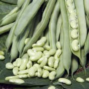 repertoire_legumes/legumes_haricots_flageolet.jpg