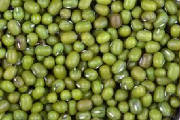 repertoire_legumes/legumes_haricots_mungo.jpg