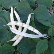 repertoire_legumes/legumes_haricots_rognon_pontlabbe.jpg