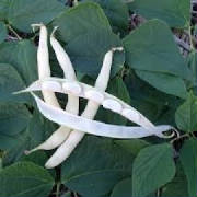 repertoire_legumes/legumes_haricots_rognon_pontlabbe.jpg