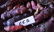 repertoire_legumes/legumes_oca.jpg