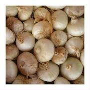 repertoire_legumes/legumes_oignon_doux_lezignan.jpg