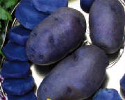 repertoire_legumes/legumes_pdt_bleue-artois.jpg