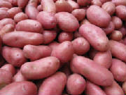 repertoire_legumes/legumes_pdt_roseval.jpg