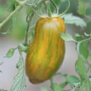 repertoire_legumes/legumes_tomate_green_sausage.jpg