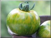 repertoire_legumes/legumes_tomate_green_zebra.jpg