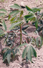 repertoire_legumes/legumes_yuca_plant.jpg