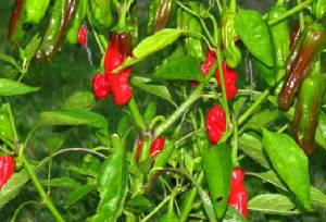 repertoire_legumes/piment_shishito_1.jpg