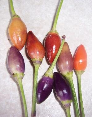 repertoire_legumes/Piment_NuMex_Twilight.jpg