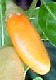 repertoire_legumes/Piment_Tabasco_2.jpg