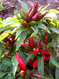 repertoire_legumes/Piment_a_Guarda_Ciello.jpg