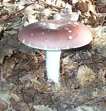repertoire_legumes/champignon_russule.jpg
