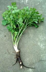 repertoire_legumes/legumes_maceron_pousse.jpg
