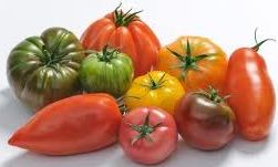 repertoire_legumes/legumes_tomate_varietes.jpg