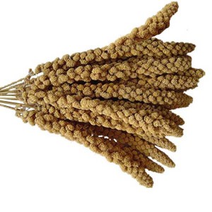 repertoire_legumes/millet_grappe.jpg