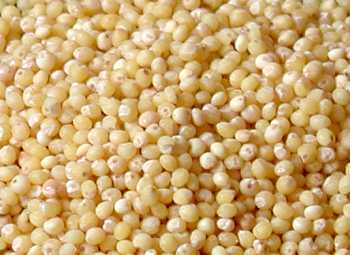 repertoire_legumes/millet_perles.jpg