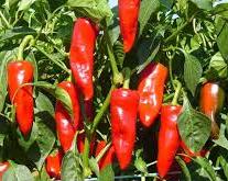 repertoire_legumes/piment_espelette.jpg