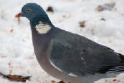 repertoire_volailles/volaille_pigeon_ramier.jpg